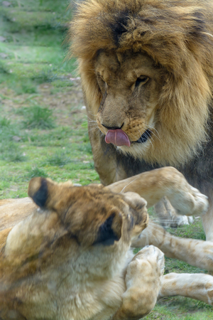 Lion and lioness playing. Closeup with lion and lioness playing together at the Zoo.の写真素材