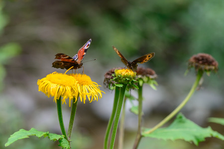 Butterflies feeding over flower. Macro closeup with red butterflies on a yellow flower in the garden.の写真素材