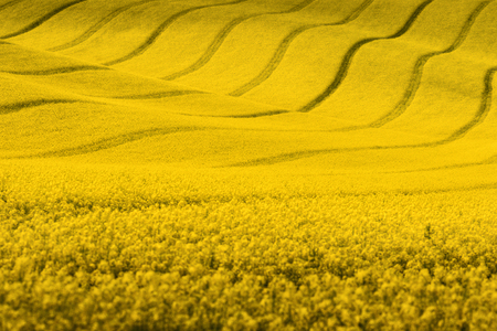 Yellow rapeseed field with wavy abstract landscape pattern. Yellow undulating fields of crops. Spring rural landscape.Moravian rolling landscape on sunset in yellow colors. Europe, Czech Republic.の写真素材