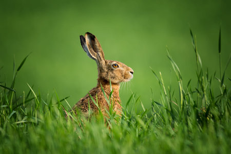 Wild czech hare, covered with drops of dew, sitting in the green grass under the sun. Lonely wild...