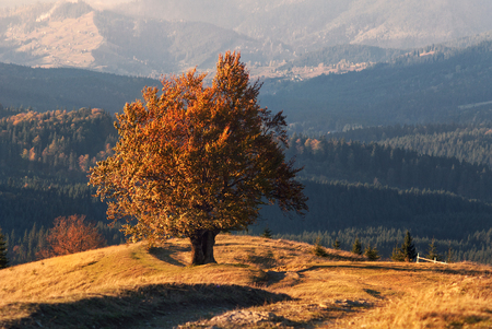 Climax Of Golden Autumn. An Old Lone Beech, Lit By The Autumn Sun, With A Lot Of Orange Foliage On The Background Of The Mountains. Lonely Yellow Tree In The Mountains. Carpathians, West Ukraineの写真素材