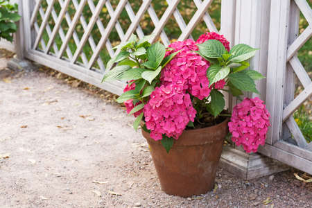 Flower in a pot on a background of the fenceの写真素材