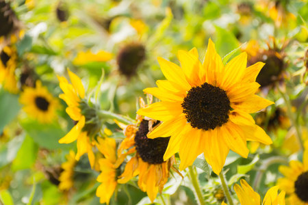 Beautiful flower of a sunflowerの写真素材
