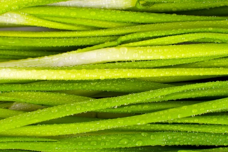 The green onions with drops of background.の写真素材