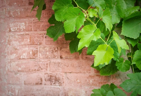 old brick wall and grape-vineの写真素材