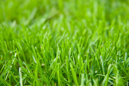 grass closeup background