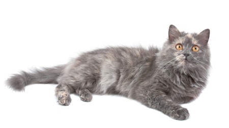 Cat on a white background. Isolated.の写真素材