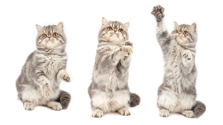 Kitten in  different  poses. Exotic short-haired kitten. Color blue tabby spotty.の写真素材