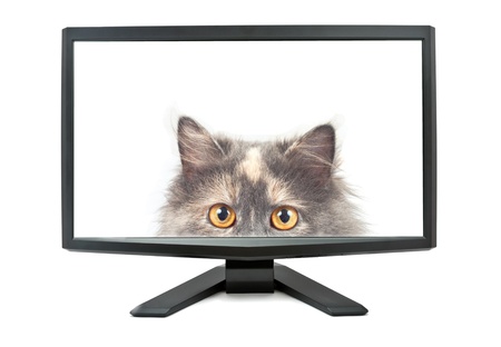 Modern monitor isolated on white background with cat on screen (my photo).の写真素材