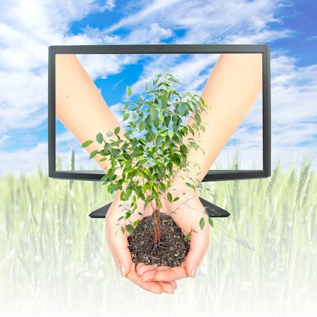 Hands keep the plant from the monitor on  the background field and skyの写真素材