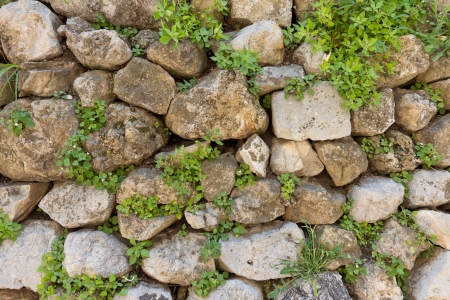 Texture of old stone wall covered green plantsの写真素材