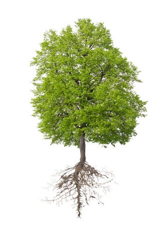 Tree with a root on a white background Tree with a root on a white background