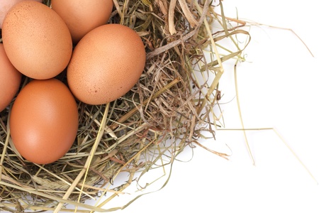 Brown eggs in a nest isolated on a white backgroundの写真素材