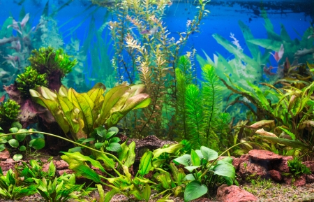 Interior aquarium  A green plant tropical freshwater aquariumの写真素材