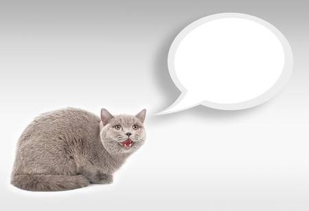 Cat with eyes and a cloud of speechの写真素材