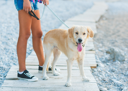 woman with a dog on a walk on the beachの写真素材