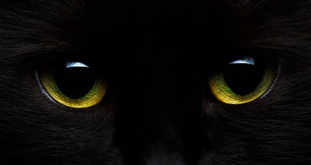 Yellow-green eyes of a black cat close-upの写真素材