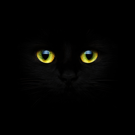 Cute muzzle of a black cat closeupの写真素材