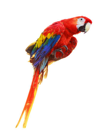 Colorful red parrot macaw isolated on white backgroundの写真素材