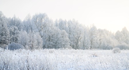 Cold winter day, beautiful hoarfrost and rime on treesの写真素材