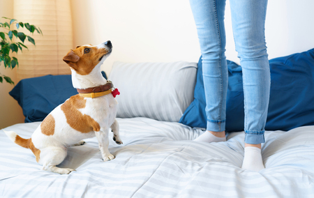 Woman jumping on bed together with dog jack russell terrierの写真素材