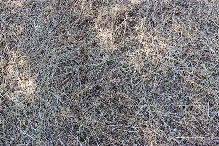 Texture of dry hay, mowed dry grass textureの写真素材