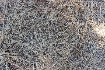 Texture of dry hay, mowed dry grass textureの写真素材