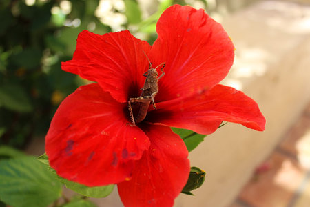 Red hibiscus with a grasshopper in Greece on the island of Creteの写真素材