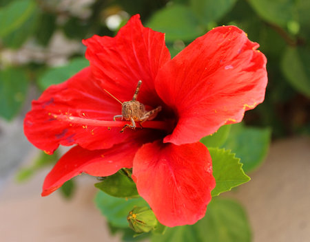 Red hibiscus with a grasshopper in Greece on the island of Creteの写真素材