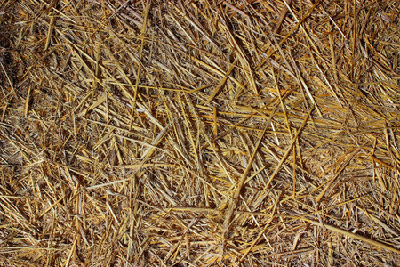Texture of dry hay, mowed dry grass textureの写真素材