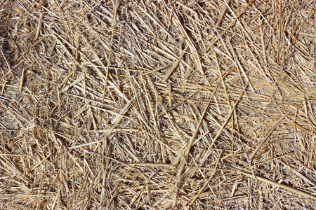 Texture of dry hay, mowed dry grass textureの写真素材