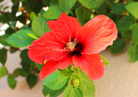 Red hibiscus with a grasshopper in Greece on the island of Creteの写真素材