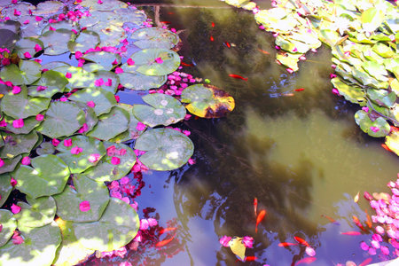 Fish swim in the pondの写真素材