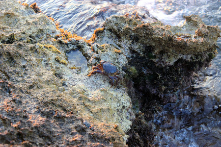 Crab on a rock by the seaの写真素材