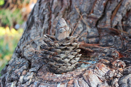 Pine Cone, Christmas Decoration. Background, texture.の写真素材