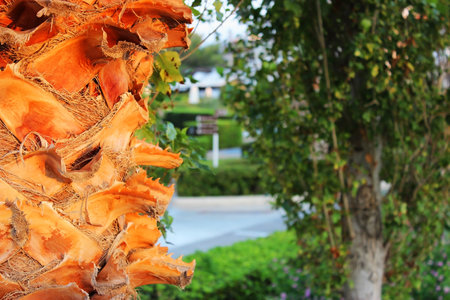 Trunk of a palm tree under sunlight at sunsetの写真素材