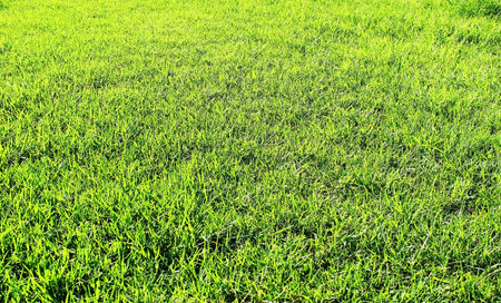 Green lawn fresh grassの写真素材