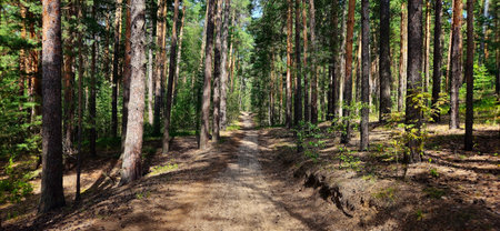country road in the forest