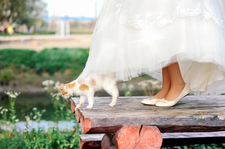 Cat walking under bride dressの写真素材