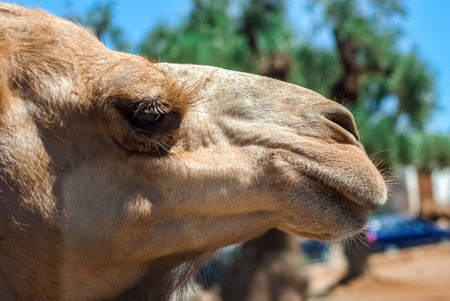  Camel head close up detail and blue skyの写真素材
