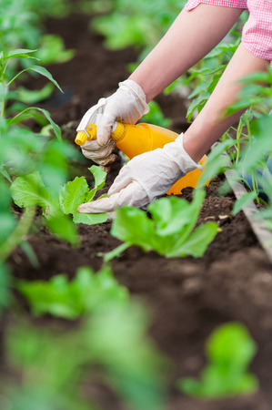 Closeup of woman hand with  gloves cultivating salad seedling in a greenhouse with a yellow spray bottleの写真素材