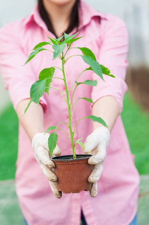 Young woman in a greenhouse hoding a pepper seedling pot の写真素材