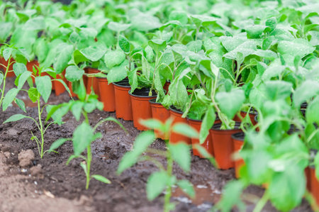 Seedlings pots in a rowの写真素材