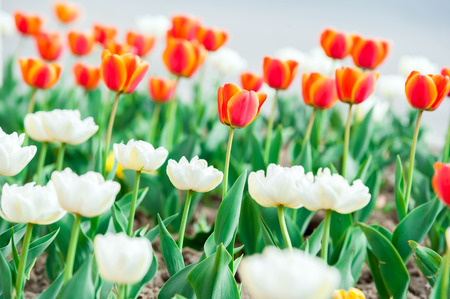Beautiful red and white tulip flowersの写真素材