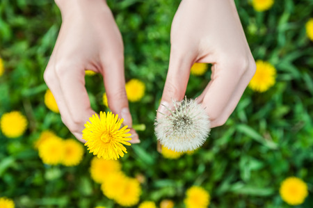 Woman hands holding a yellow and white flower over green grassの写真素材