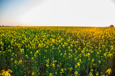 Blooming field of yellow flowers  Summer sunset  Colza plantation の写真素材