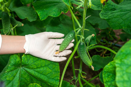 Close up of female gardener hand with white gloves checking the plantsの写真素材