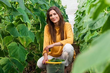 Young beautiful woman in a greenhouse harvesting cucumbersの写真素材