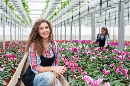 Florists women working with flowers in a greenhouse.の写真素材