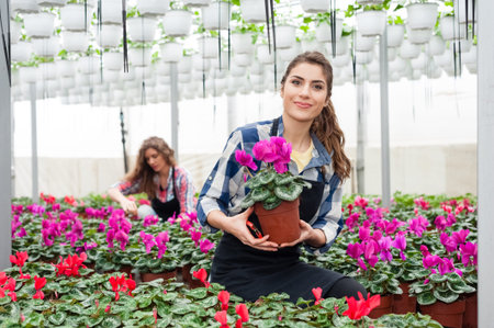 Florists women working with flowers in a greenhouse.の写真素材